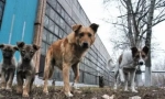 Какво трябва да знаете за йерархиите на кучетата